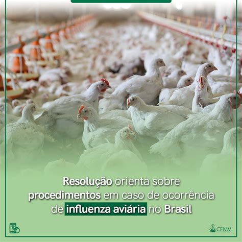 gripe aviaria brasil